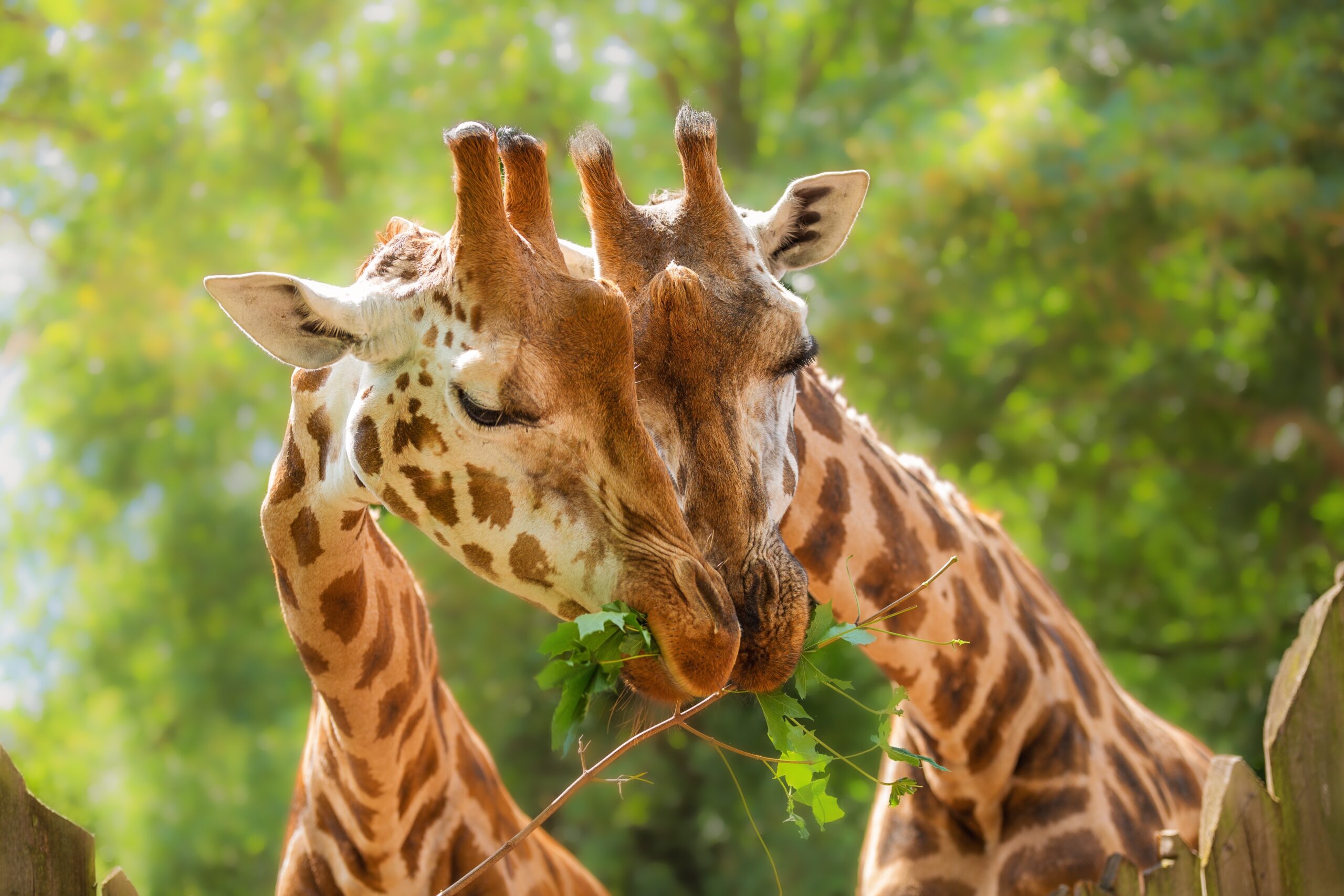 Two,Giraffes,Close-up,Eating,Green,Leaves,,Love,,Wild,Animal,Behaviour,
